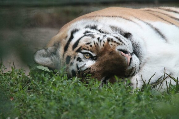 Lithuania Zoo