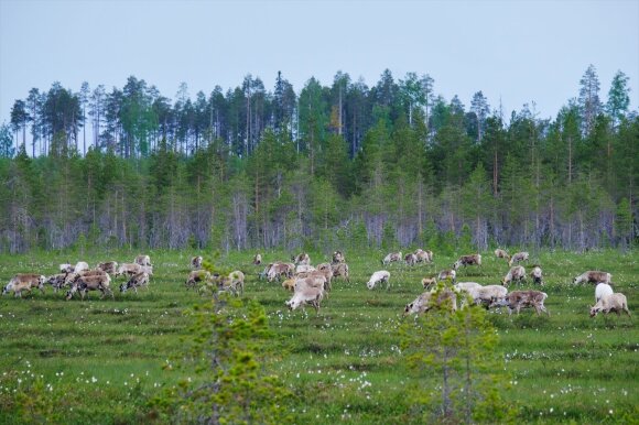 In neighboring countries, there was no quarantine: the Lithuanian family advised what to see and how to save