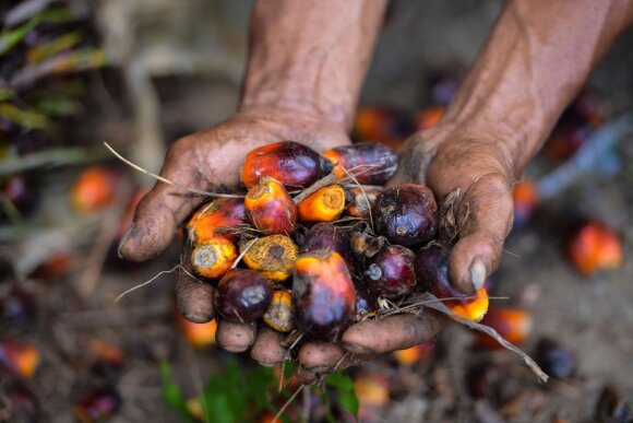 Palm oil