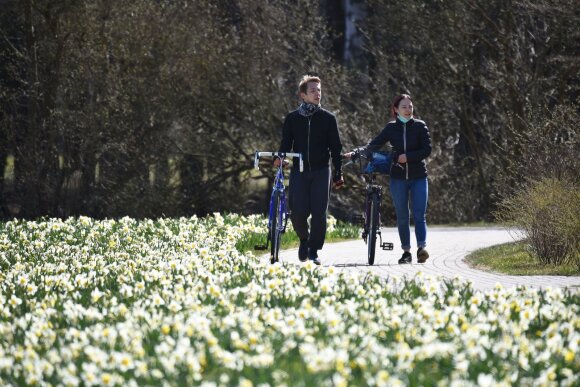 Sakuras and daffodils bloom at Druskininkai