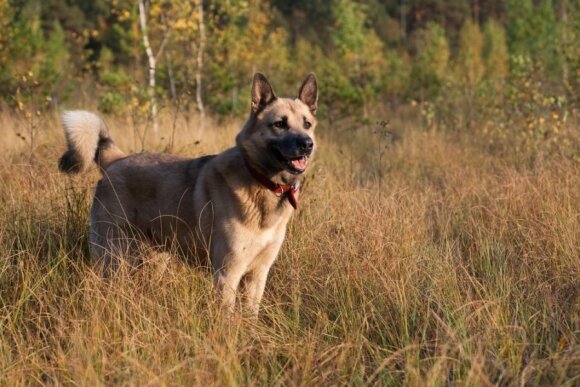 Vakarų Sibiro laika - medžioklinis šuo