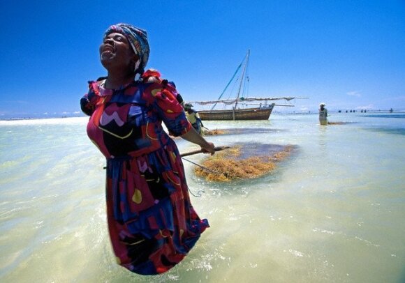 Moteris renka jūros dumblius, Zanzibaras