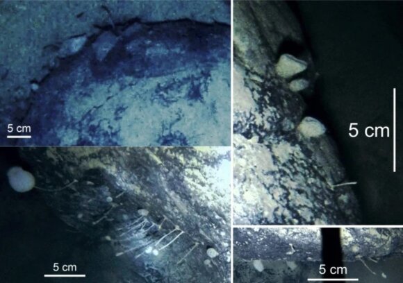 Mysterious life forms have been discovered that intervene in the dark under the Antarctic ice