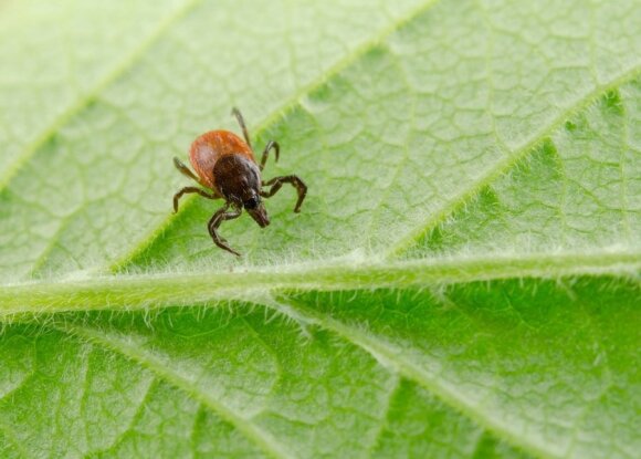 Doctors warn that you can get tick-borne encephalitis and Lyme disease at the same time