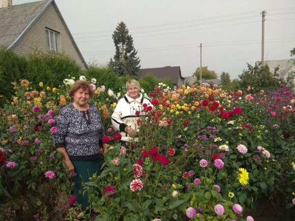 Stunning courtyard in the Kedainiai district - decorated with 746 dahlia bushes