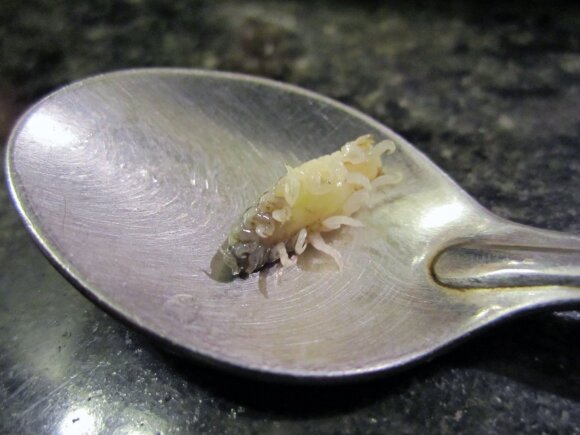 Cymothoa exigua yra parazitas, suėdantis žuvies liežuvį. Marco Vinci/Wikipedia nuotr.