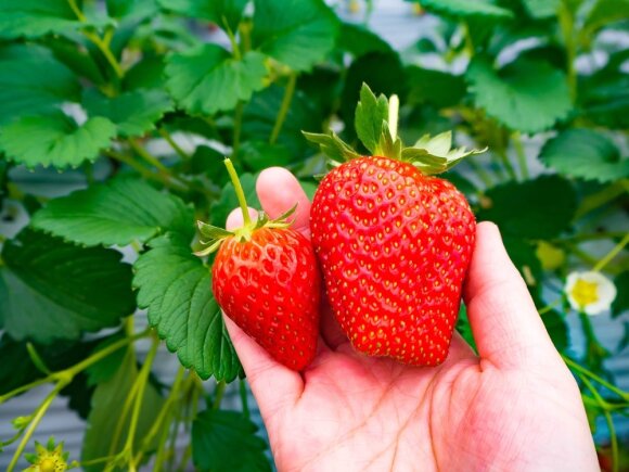 strawberries