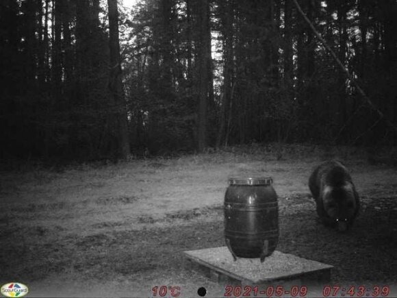 Bear in Aukštaitija National Park