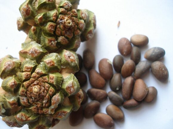 Kai kurių pušų sėklos valgomos, jos vadinamos kedro riešutais. Nuotraukoje - koloradinė pušis (Pinus edulis).