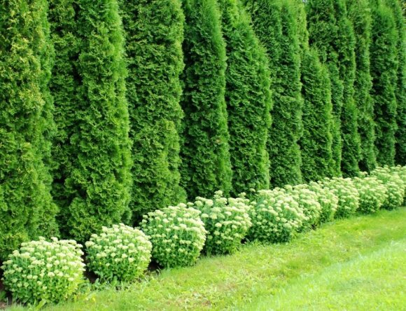 Thuja pruning according to the rules: how to avoid seven common mistakes