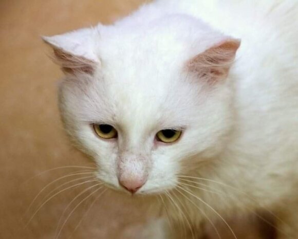 Baltanosis katinėlis „Beglobio“ vagonėlyje laukia šeimininkų
