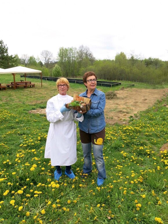 Sraigių ūkio savininkės Natalija Pronckienė ir Saulina Jegelevičienė iš šių moliuskų geba iškepti net Napoleono tortą
