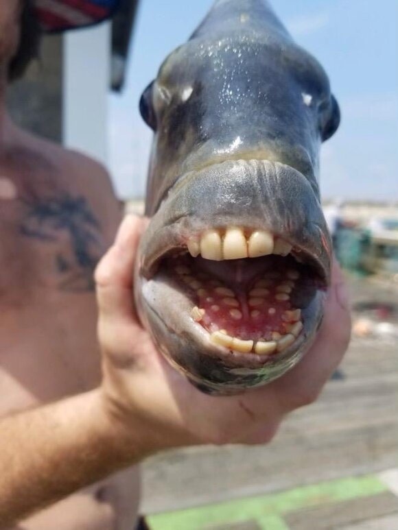 Ši žuvis vadinama avingalviu karosu (Archosargus probatocephalus). Jennette's Pier/dnr.maryland.gov nuotr.