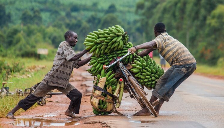 Darbas su bananais Ugandoje (Afrikoje)