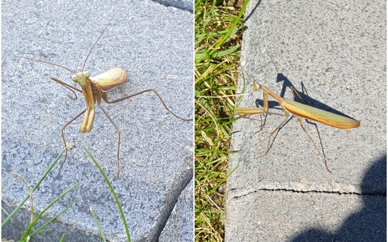 vabzdys maldininkas