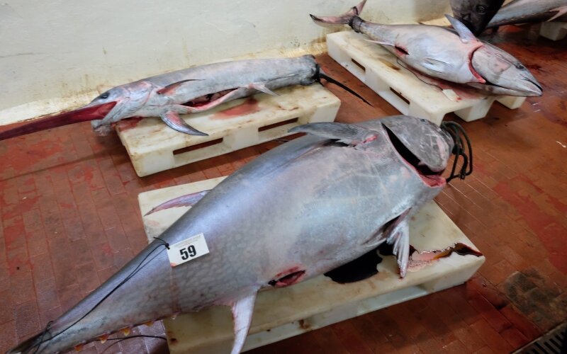 tunas