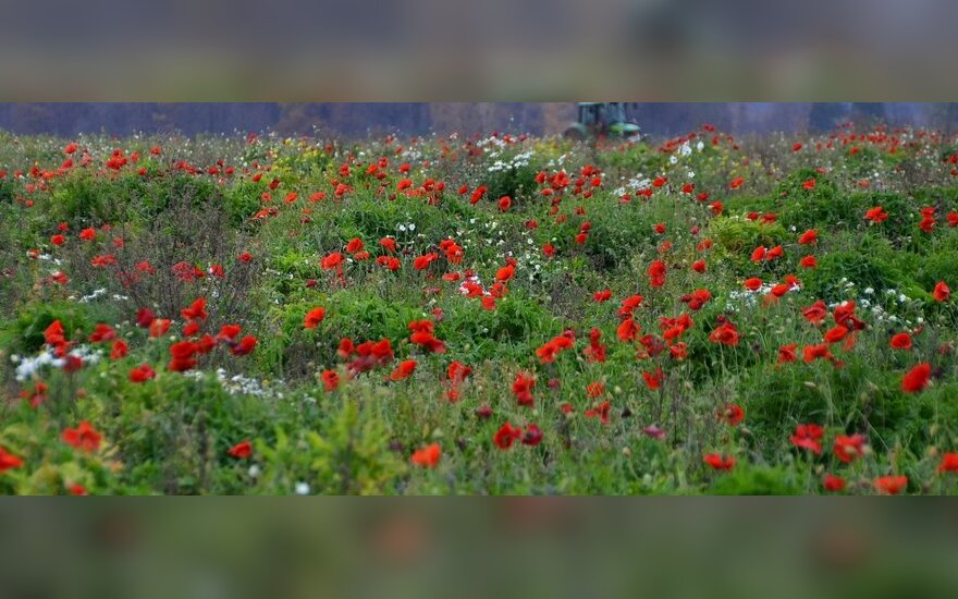 Siltas Ruduo Su Aguonų Ziedais Ir Tebenokstanciais Pomidorais Grynas Lt