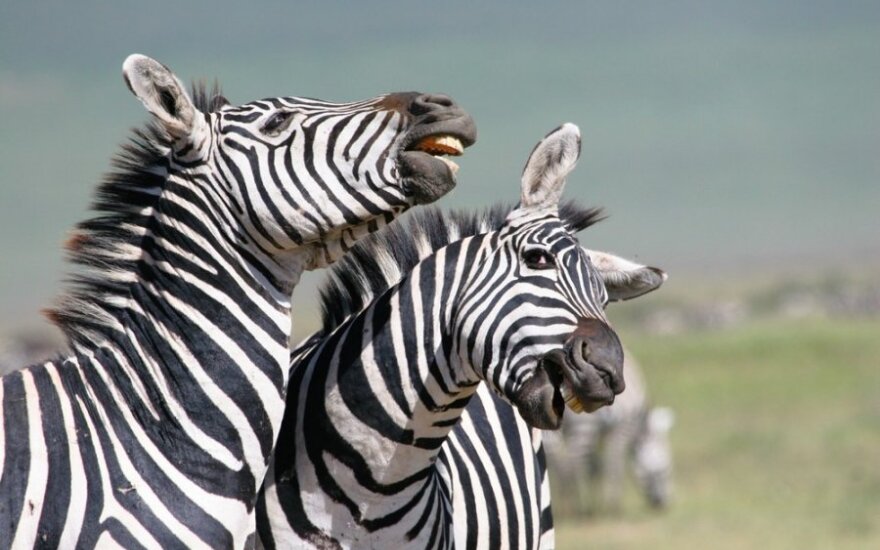 Zebrai, Ngorongoro krateris
