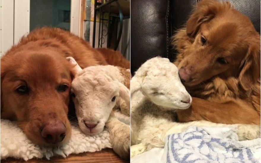 Ėriuko ir šuns draugystė