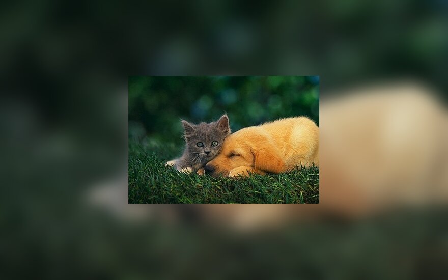 Gyvūnus internetu pardavinėjęs turkas nemokėjo mokesčių