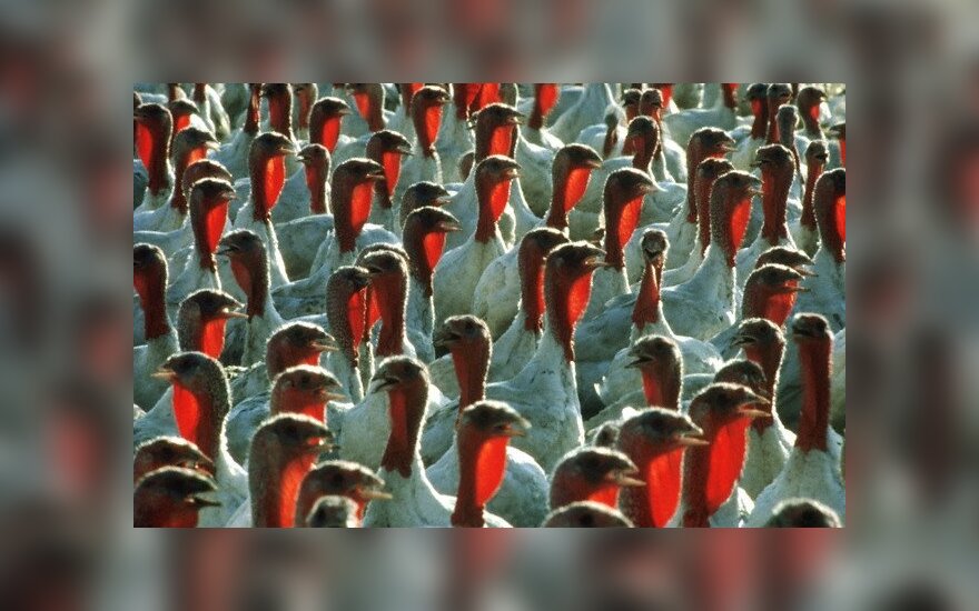 Lietuva griežtina kontrolę – paukščių gripas Lenkijoje plinta nestodamas