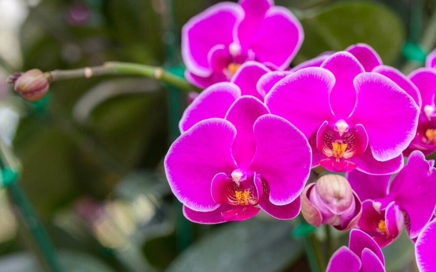 Paprasti principai, kurių laikantis orchidėjų žiedais džiaugsitės ne vienerius metus