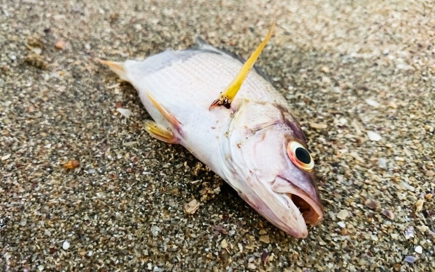 Negyva žuvis