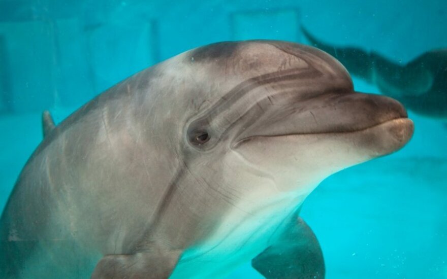 Vieno eksperimento metu mokslininkė santykiavo su delfinu