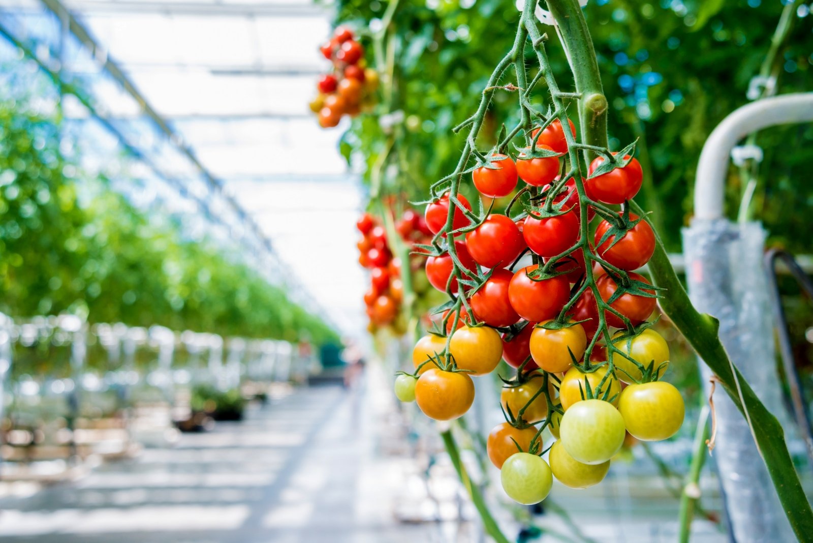 suitcase Sparkle cast Geriausios hibridinių pomidorų veislės, tinkančios auginti šiltnamyje -  DELFI Agro