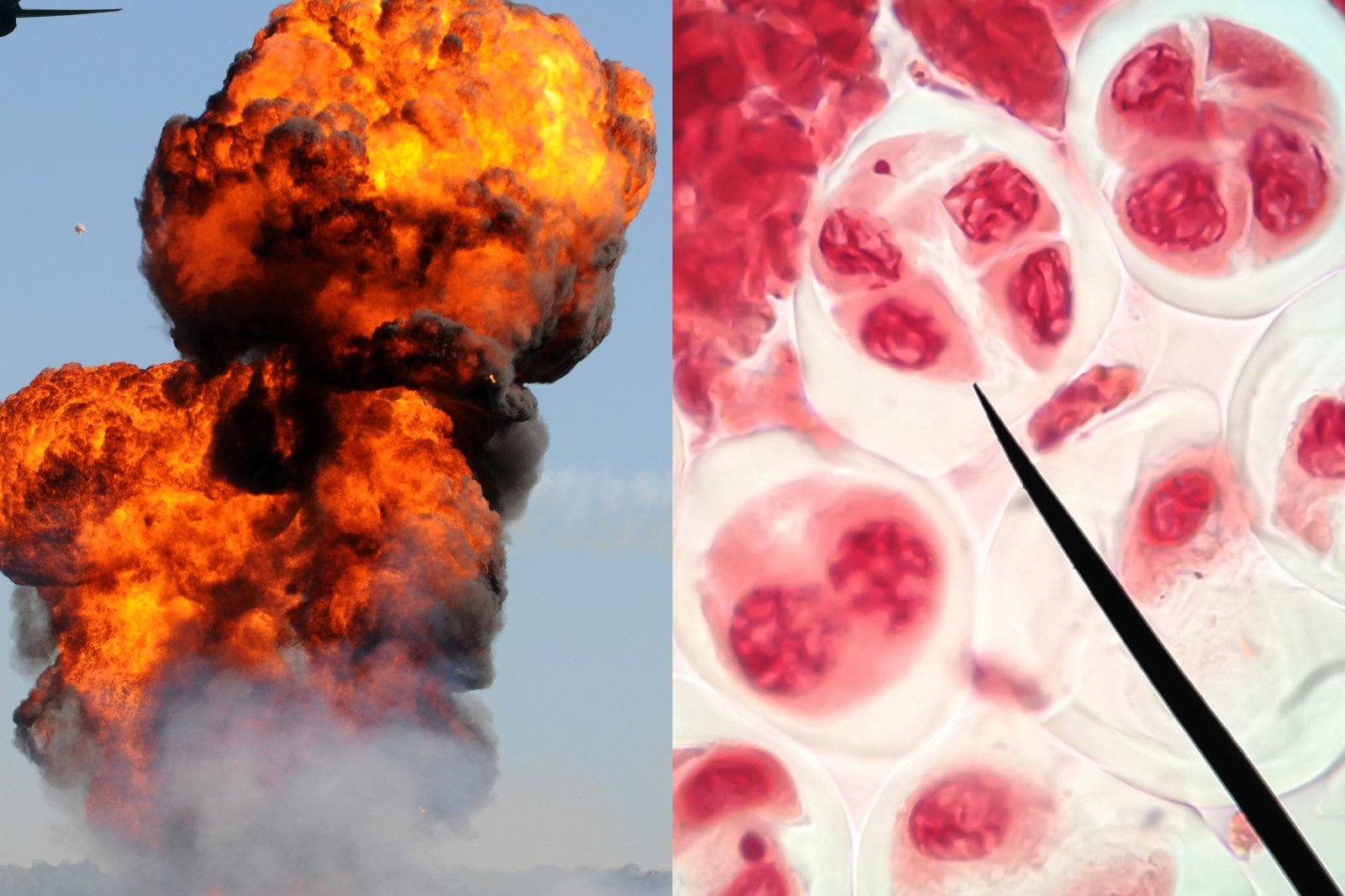 Forskere advarer om de ødeleggende effektene av krig: spredning av giftige stoffer TNT og RDX vil forårsake ikke bare kreft, men også genetiske mutasjoner