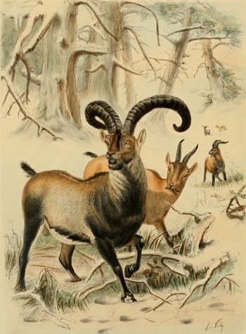 Pirėnų kalnų ožys 1898 J. Wolfo piešinys