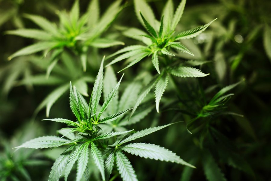 Вашингтон легализована марихуана конопля кызыле
