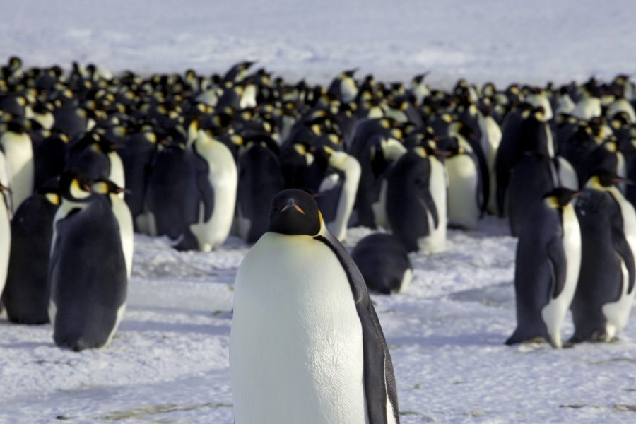 Medinis pingvinas, MB Pingvinų prekybos sistemos veikimo biuras