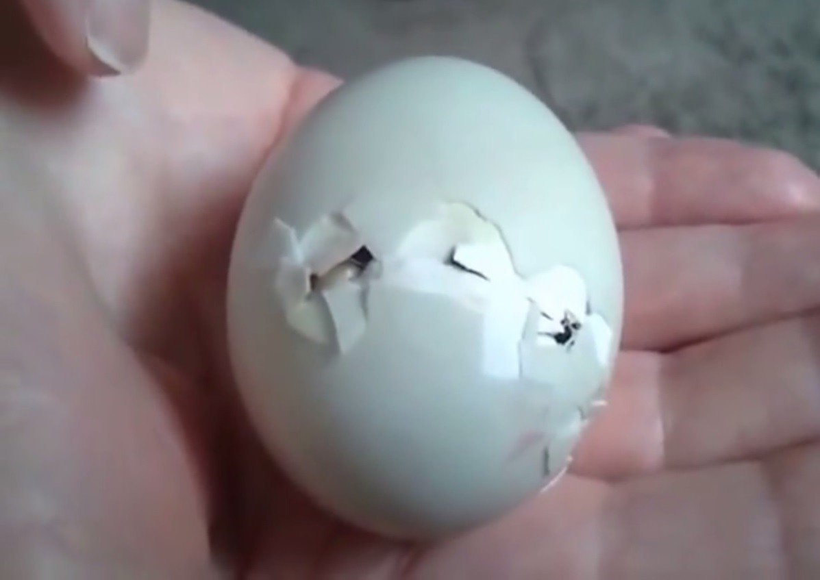 erekcijos metu pakyla kiaušinis