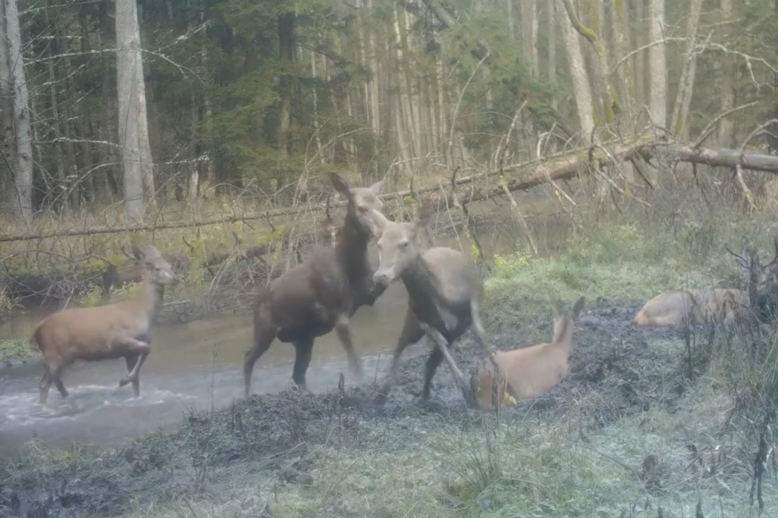 Filmet det mest populære tidsfordriv i skogene i Viešvilės-reservatet: hjort står på rader og kjemper bare for å prøve