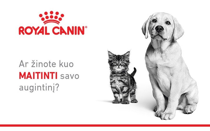 магазин кот и пес георгиевск. кот и пес режим работы. кот и пес. кошки и собаки. кот и пес режим работы.