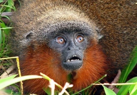 Животные Амазонки Фото