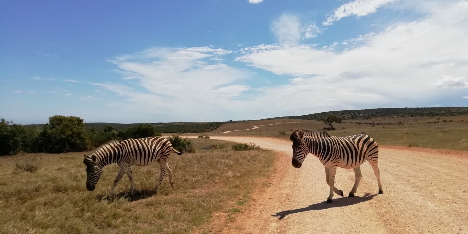 Egzotisku Afrikos Safariu Susigunde Lietuviai Tik Per Plauka Netapo Laukinių Zvėrių Naktipieciais Delfi Kelionės