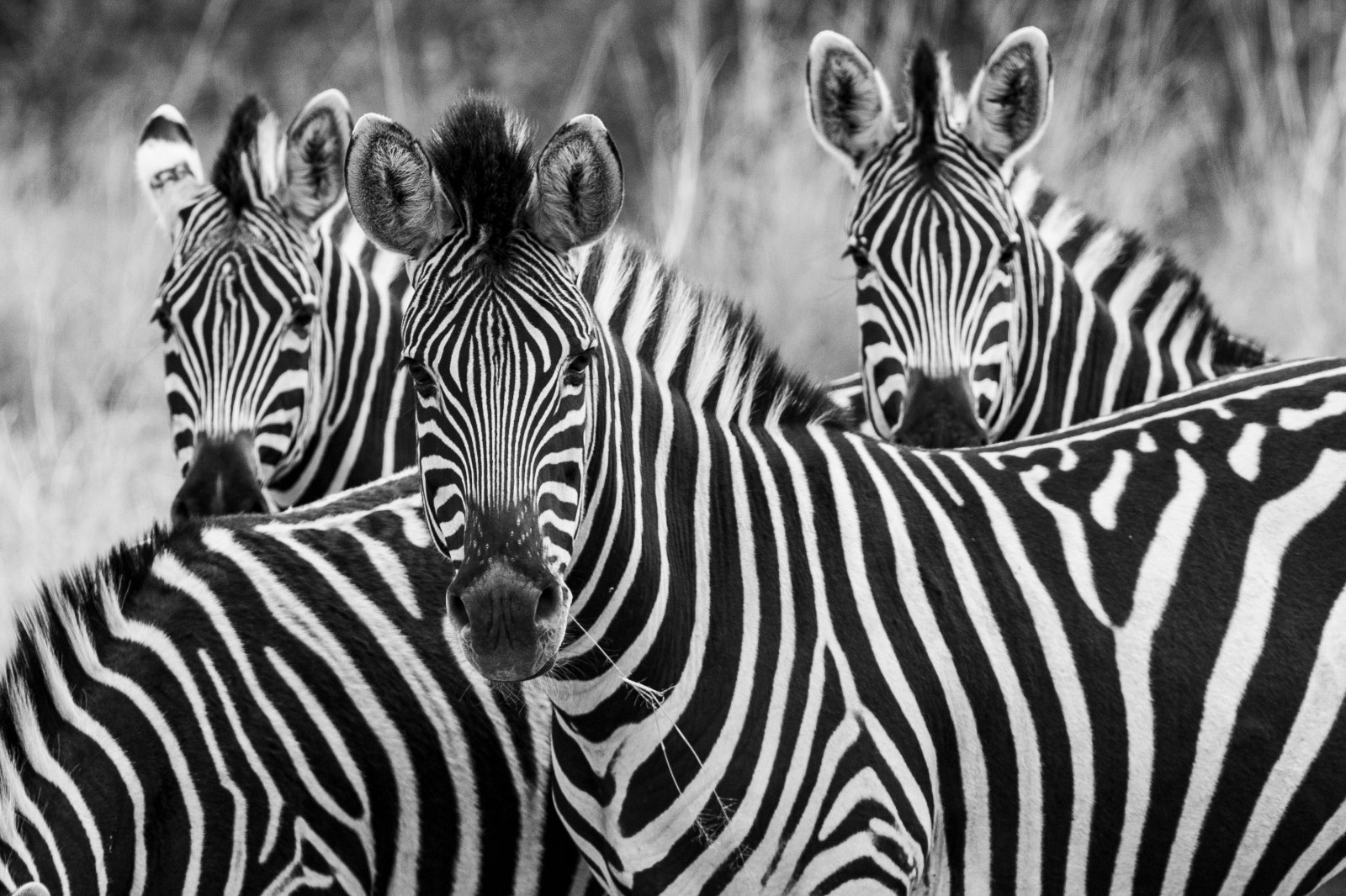 Hva er sebraer, svarte med hvite striper eller hvite med svarte striper?  Vitenskapen har endelig svart på det evige spørsmålet